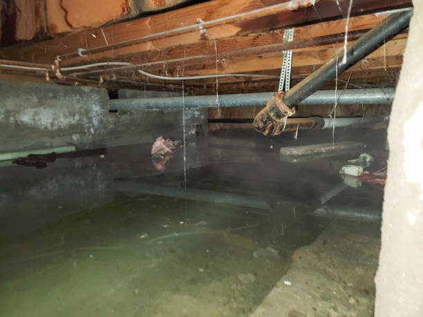 Best Flood restoration services  in Harvey, MI