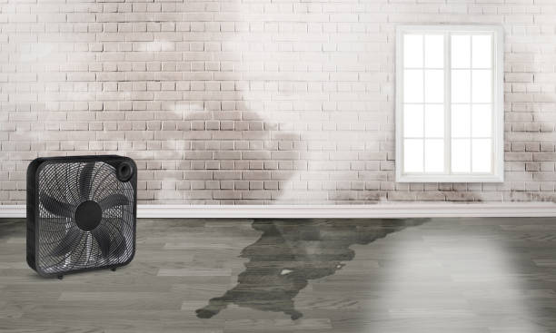 Best Water damage restoration near me  in Harvey, MI